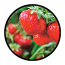 Bild 2 von GARDENLINE Erdbeerpflanzen