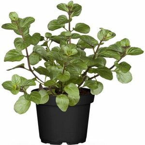 OBI Bio-Pfefferminze Topf-Ø ca. 12 cm Mentha