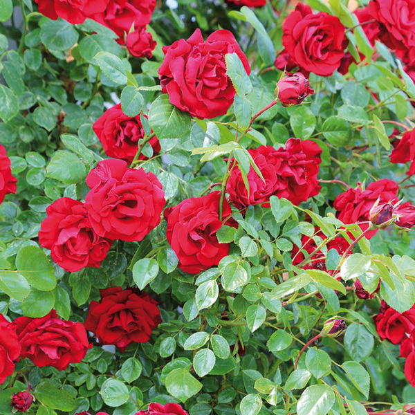 Bild 1 von Finest Garden Hochstamm Rose