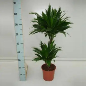 Drachenbaum Dracaena Compacta H 60 cm 17 cm Topf