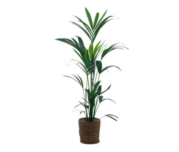 Bild 1 von Zimmerpflanze »Areca-Palme« mit Topf