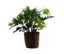 Bild 1 von Zimmerpflanze »Philodendrum Hope« mit Topf