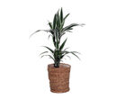 Bild 1 von Zimmerpflanze »Dracaena White Stripe« mit Topf