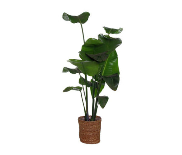 Bild 1 von Zimmerpflanze »Strelitzia Nicolai« mit Topf