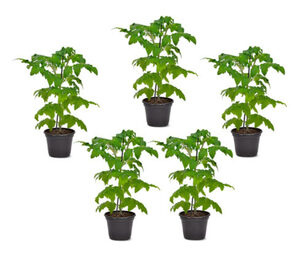 Tomaten-Pflanzen, 5er-Set