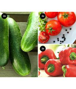 Gemüseset Snackgemüse für den Balkon, 6-teilig