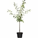 Bild 1 von GROW by OBI Bio Zwergapfel Höhe ca. 40 - 60 cm Topf ca. 5 l Malus domestica