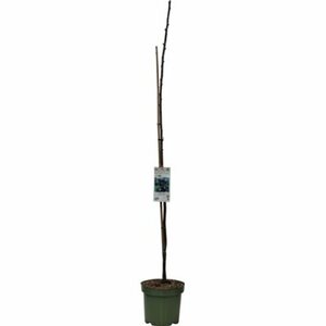 GROW by OBI Bio Säulenpflaume Höhe ca. 40 - 60 cm Topf ca. 7,5 l