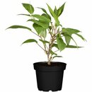 Bild 1 von GROW by OBI Bio Weibliche Kiwi "Super Jumbo" Höhe ca. 30 - 40 cm Topf ca. 3 l