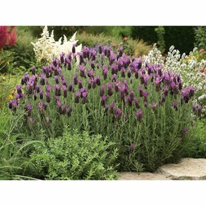 GROW by OBI Schopflavendel "Anouk Dark Purple" ca. 20 cm Lavandula stoechas