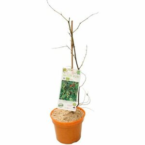 GROW by OBI Chinesische Dattel Topf ca. 3 l Ziziphus Jujuba