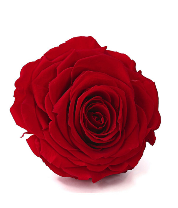 Bild 1 von Longlife-Rose in Geschenkbox, ca. Ø9 cm
