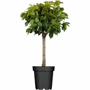 GROW by OBI Zwergaprikose Halbstamm ca. 60 - 80 cm Topf ca. 10 l