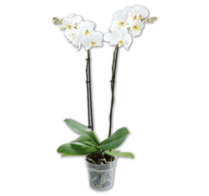 Orchideen*