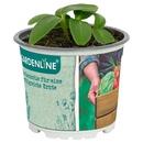 Bild 4 von GARDENLINE Gemüsepflanze