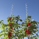 Bild 4 von GARDENLINE Tomaten- oder Pflanzstäbe-Set, 2er-/4er-Set