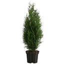 Bild 1 von GARDENLINE Thuja Smaragd