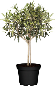Mini Olivenbaum H 55 - 65 cm 15 cm Topf