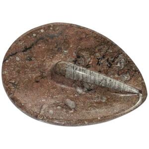 Fossilienteller Orthoceras 13,5cm