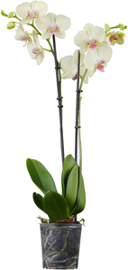 Schmetterlingsorchidee Phalaenopsis H ca 55 cm 12 cm Topf