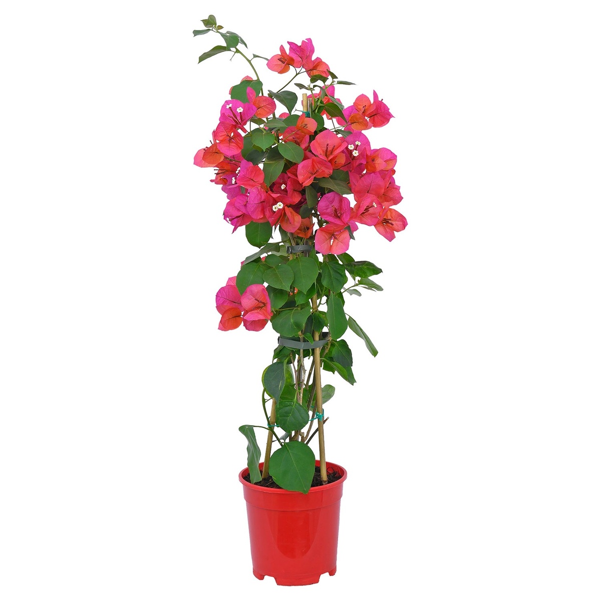 Bild 3 von Mediterranes Trio Bougainvillea