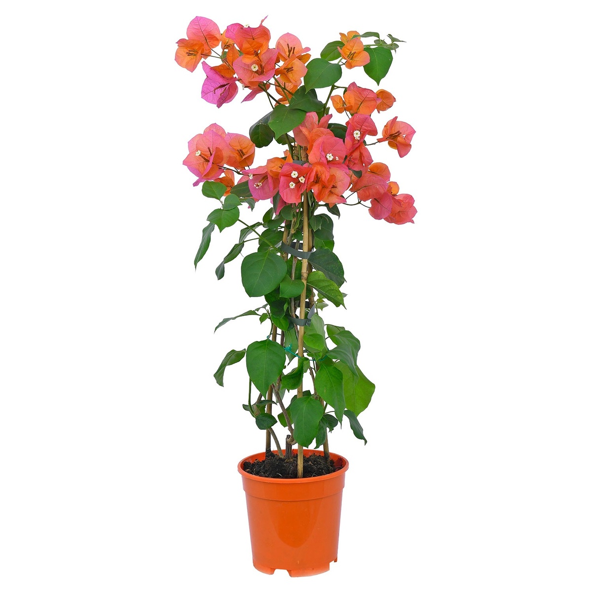 Mediterranes Trio Bougainvillea von ALDI SÜD ansehen!