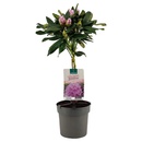 Bild 3 von GARDENLINE Rhododendron-Stämmchen