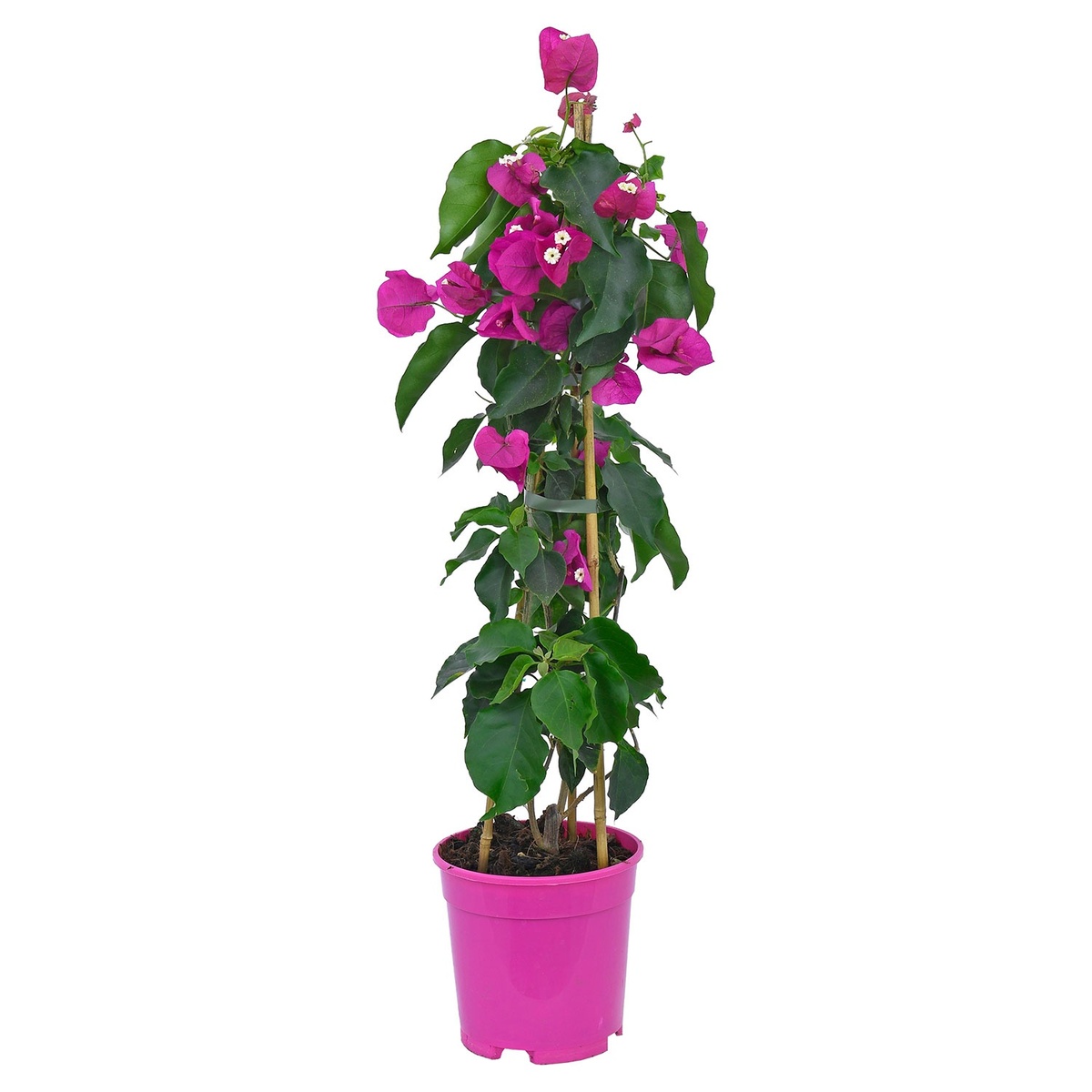 Mediterranes Trio Bougainvillea von ALDI SÜD ansehen!