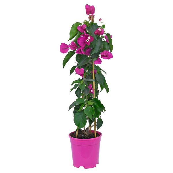 Bild 2 von Mediterranes Trio Bougainvillea