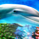 Bild 2 von Badkomfort 3D-WC-Sitz "Delfin"