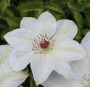 Bild 1 von Waldrebe Clematis weiß H 40 - 60 cm 2 L Eckcontainer