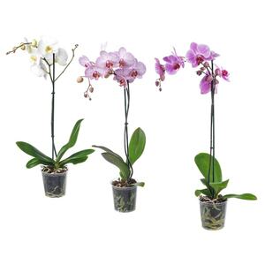 PHALAENOPSIS  Pflanze, Orchidee/1 Stängel versch. Farben