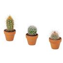 Bild 1 von CACTACEAE  Pflanze, mini/Kaktus