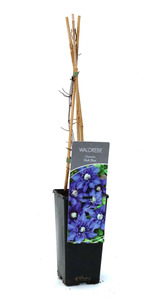 Waldrebe Clematis blau H 40 - 60 cm 2 L Eckcontainer