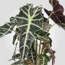 Bild 2 von ALOCASIA AMAZONICA
					
				 Pflanze