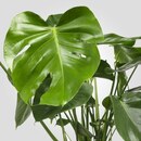 Bild 4 von MONSTERA
					
				 Pflanze