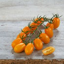 Bild 1 von Pflaumen-Cherrytomate 'Mirado® Orange'