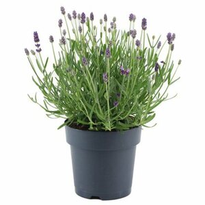 GROW by OBI Lavendel "Felice" Topf-Ø ca. 15 cm Lavandula angustifolia