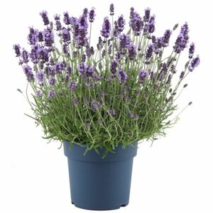 GROW by OBI Lavendel "Felice Premium Provence" Violett Topf-Ø ca. 15 cm