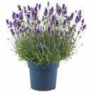 Bild 1 von GROW by OBI Lavendel "Felice Premium Provence" Violett Topf-Ø ca. 15 cm