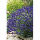 Bild 2 von GROW by OBI Lavendel "Hidcote" 6er-Pack Lavandula angustifolia