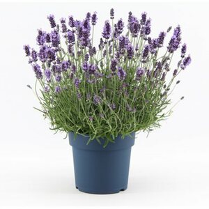 OBI Lavendel "Felice Premium Provence" Topf-Ø ca. 12 cm Lavandula angustifolia