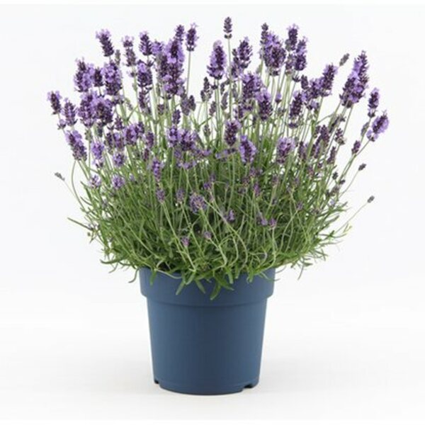 Bild 1 von OBI Lavendel "Felice Premium Provence" Topf-Ø ca. 12 cm Lavandula angustifolia
