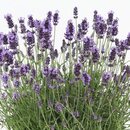 Bild 2 von GROW by OBI Lavendel "Felice Premium Provence" Violett Topf-Ø ca. 15 cm