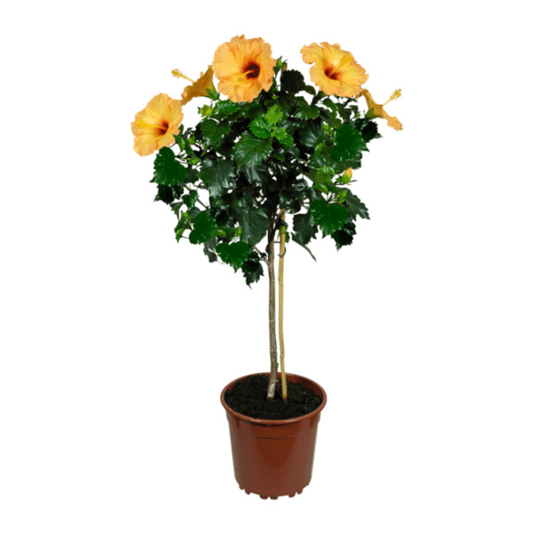 Bild 3 von GARDENLINE Balkon- und Terrassenpflanze