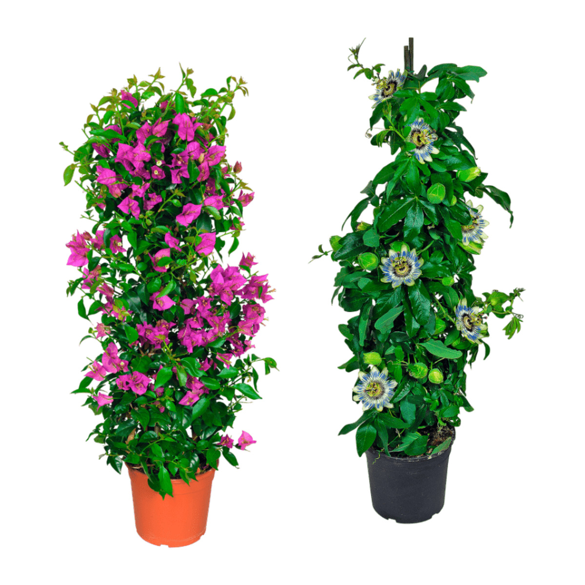 Bild 1 von GARDENLINE Balkon- und Terrassenpflanze