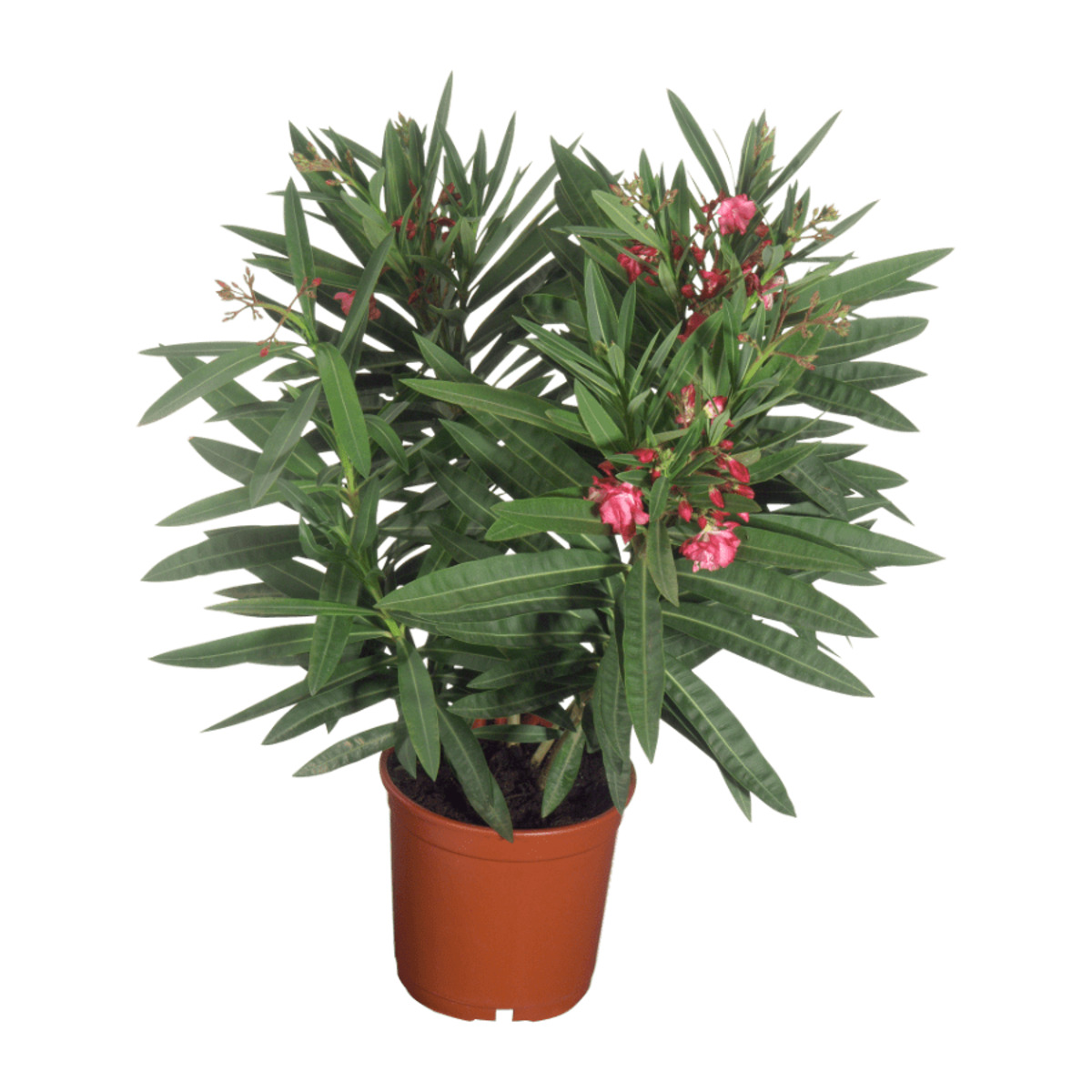 Bild 2 von GARDENLINE Balkon- und Terrassenpflanze