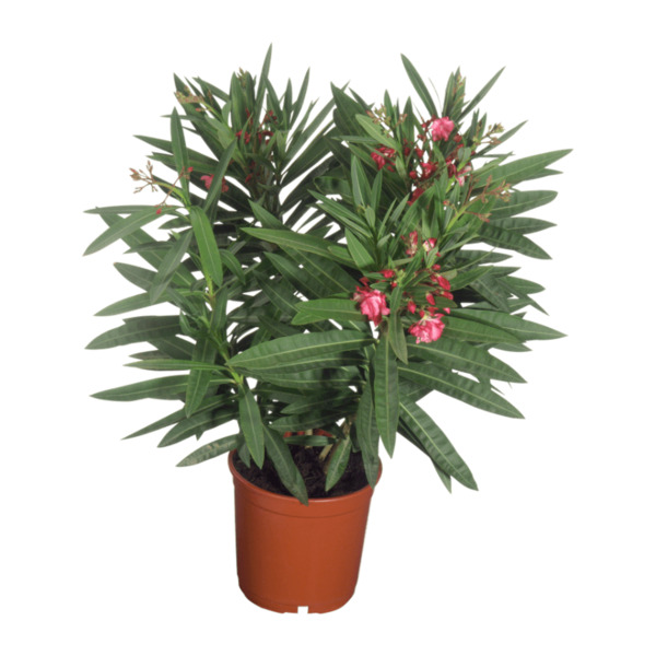 Bild 2 von GARDENLINE Balkon- und Terrassenpflanze