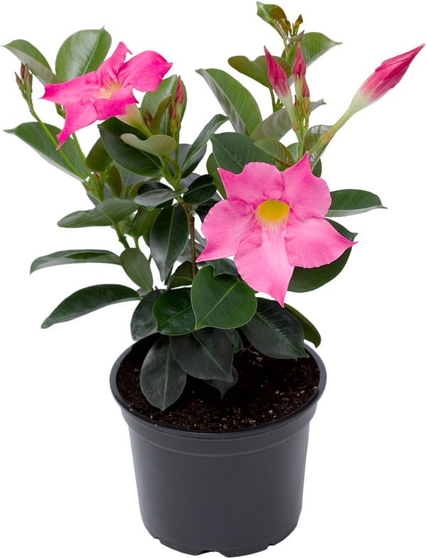 Bild 1 von Mandevilla Dipladenia 9 cm Topf