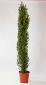 Mittelmeerzypresse Cupressus Sempervirens H ca. 180 cm 28 cm Topf